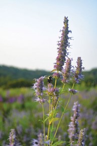 Agastache foeniculum