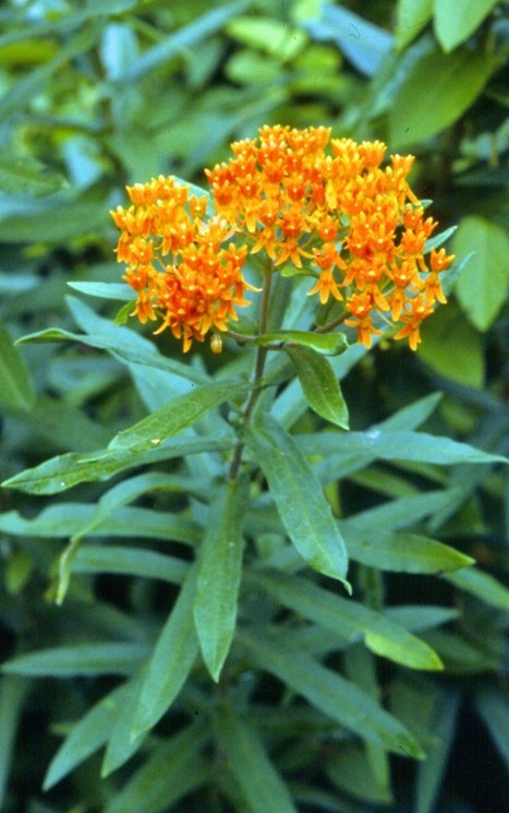 Asclepias tuberosa