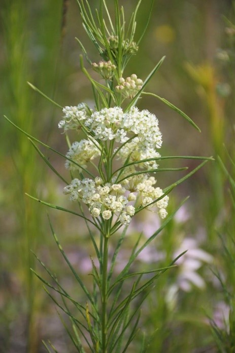 Asclepias verticillate