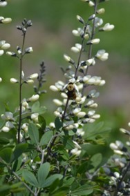 Baptisia alba