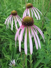 Enchinacea pallida