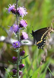 Liatris aspera