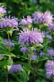 Monarda fistulosa