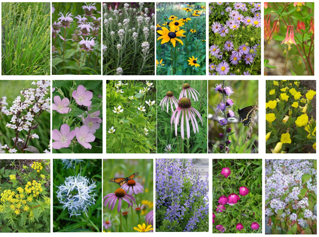 Native Plant Images