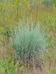 Schizachyrium scoparium