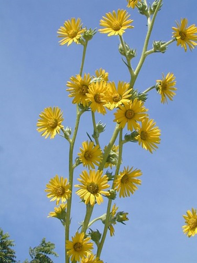 Silphium lacinatum