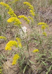 Solidago nemoralis
