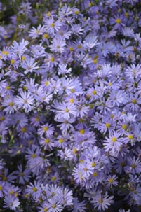 Symphyotrichum oolentangiense